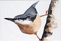 Liam Spencer - Nuthatch III