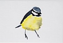Liam Spencer - Blue Tit