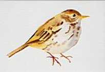Liam Spencer - Meadow Pipit