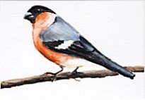 Liam Spencer - Bullfinch