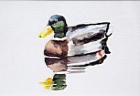 Liam Spencer - Mallard